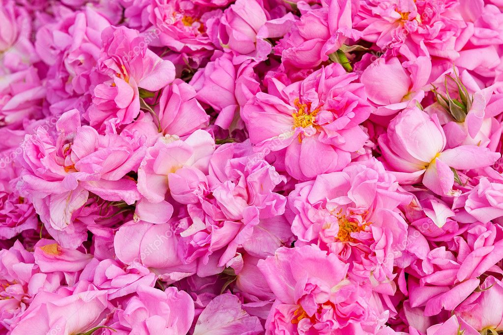Những bí mật thú vị về hoa hồng Bulgaria - loài hoa tuyệt sắc của tình yêu