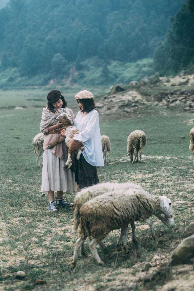 Cánh đồng cừu - địa điểm du lịch Nghệ An Hà Tĩnh cực xinh (Ảnh: sưu tầm)