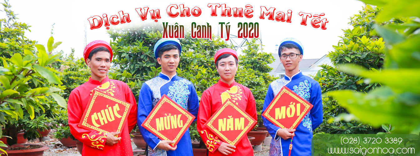 Lý Do Nên Thuê Mai Vàng Chưng Tết