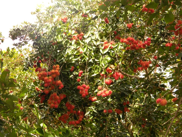 Điểm danh 4 vựa trái cây lớn nhất Nam Bộ 9