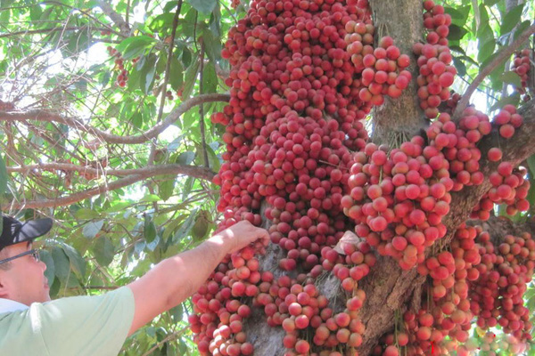 Điểm danh 4 vựa trái cây lớn nhất Nam Bộ 1