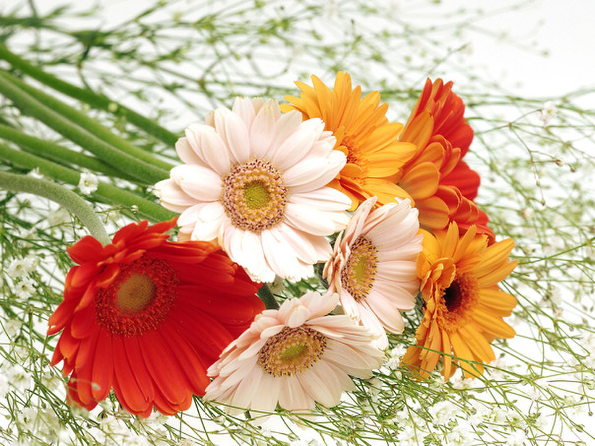 10 loại hoa nhất định phải mua trong dịp Tết