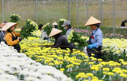 Dalat Hasfarm cung ứng cho thị trường 17 triệu sản phẩm hoa Tết