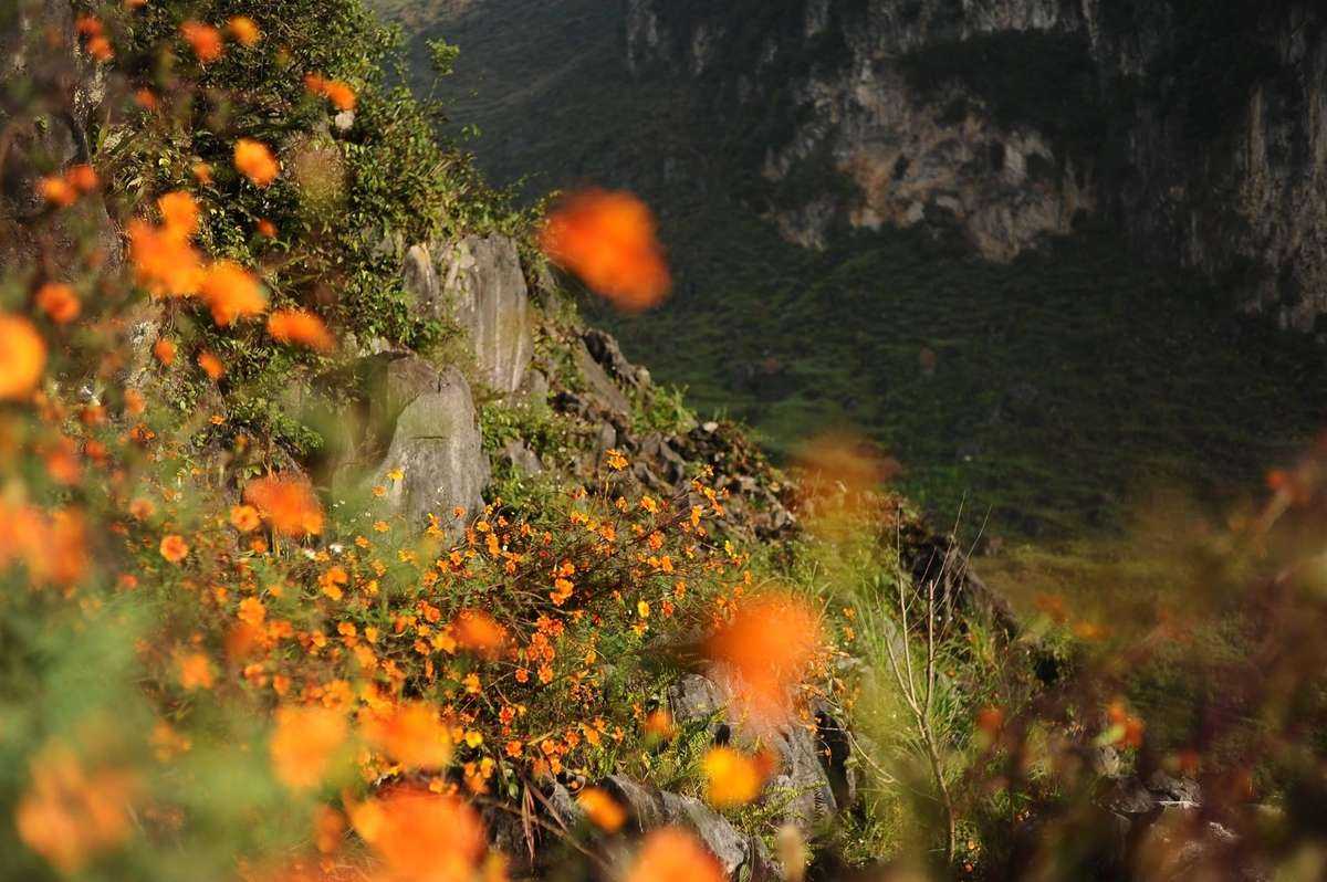 Những bụi hoa cúc cam nở trên những phiến đá. Hình: Sơn Vương Tùng