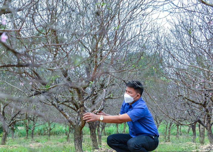 Năm nào cũng mua đào chơi Tết nhưng hẳn bạn chưa biết có đến 4 loại đào để lựa chọn - Ảnh 6.