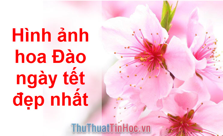 Hình ảnh hoa Đào ngày tết đẹp nhất