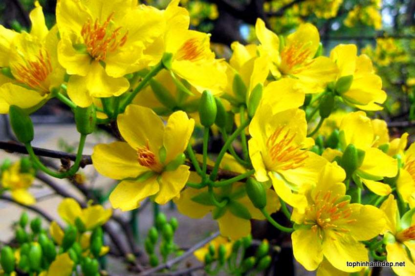 44 Hình ảnh hoa mai đẹp, bộ ảnh cây mai đẹp ngày tết - Hà Nội Spirit Of Place