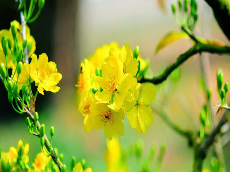 Tổng hợp hình ảnh hoa mai vàng đẹp nhất Việt Nam - Yêu Mai Vàng