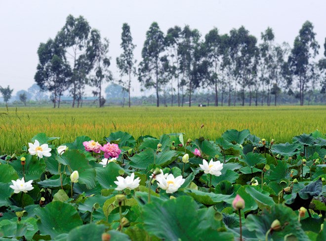 Hình ảnh hoa sen làng quê đẹp