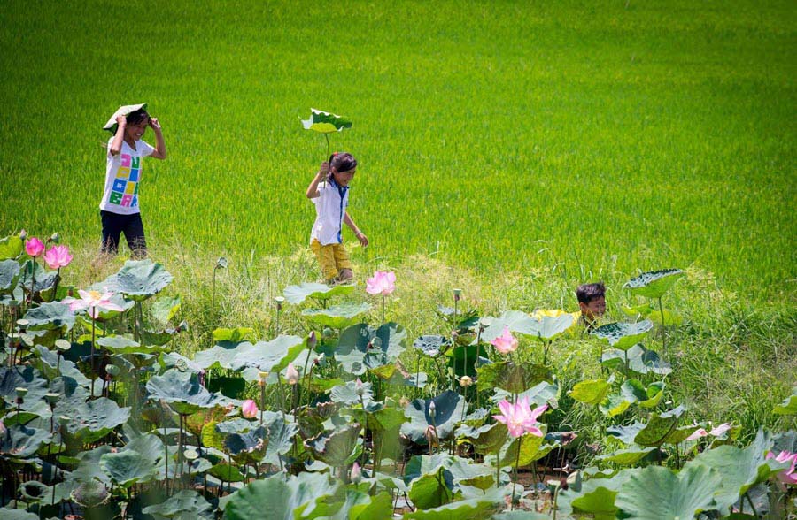 Hình ảnh làng quê Việt đẹp giản dị