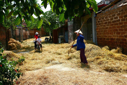 Hình ảnh làng quê Việt Nam 039