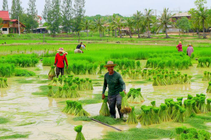 Hình ảnh quê hương Việt nam trong những ngày mùa