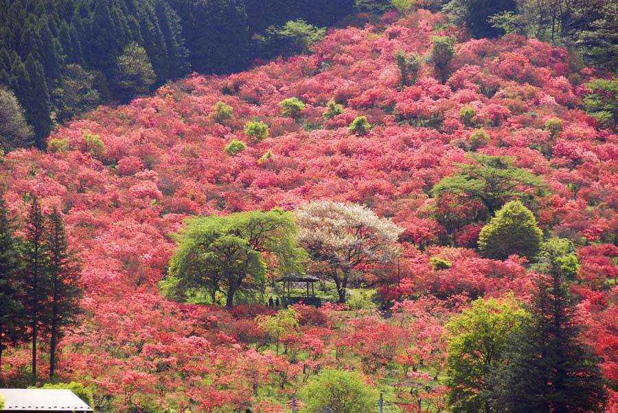 Hình ảnh rừng cây đỏ tự nhiên đẹp nhất