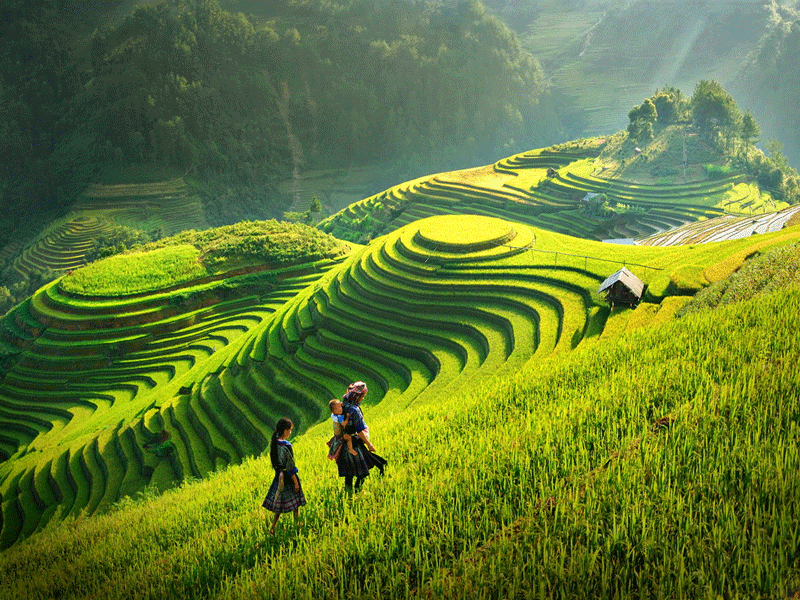 Hình ảnh ruộng bậc thang ở quê hương Việt nam