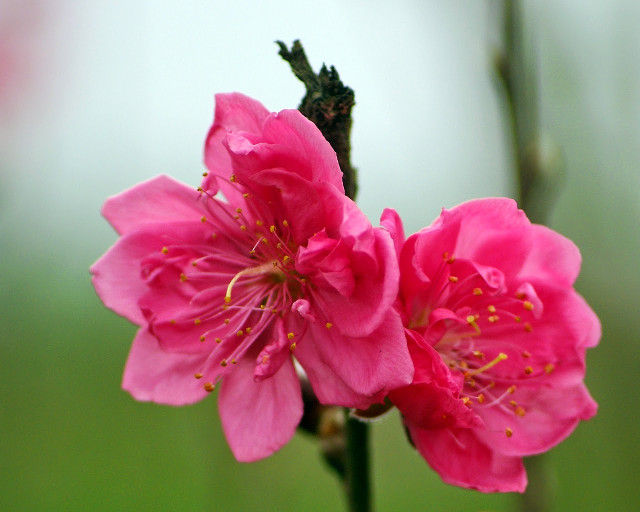 Hình nền hoa đào đẹp nhất- biểu tượng của mùa xuân của năm mới