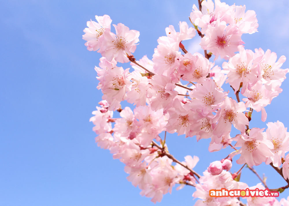 [HOT] Top 77 hình nền hoa đào đẹp nhất cho năm mới may mắn - Trường THPT Kiến Thụy
