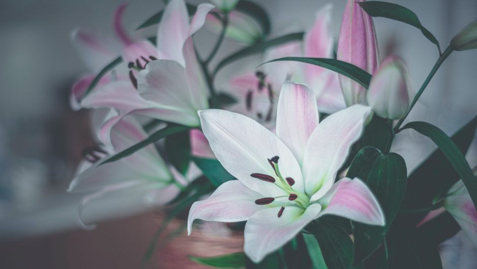 Hoa Ly : ý nghĩa hoa lily, nên tặng hoa ly những dịp nào