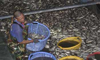 Hàng tấn cá lại chết ở hồ Tây, công nhân vớt xuyên đêm