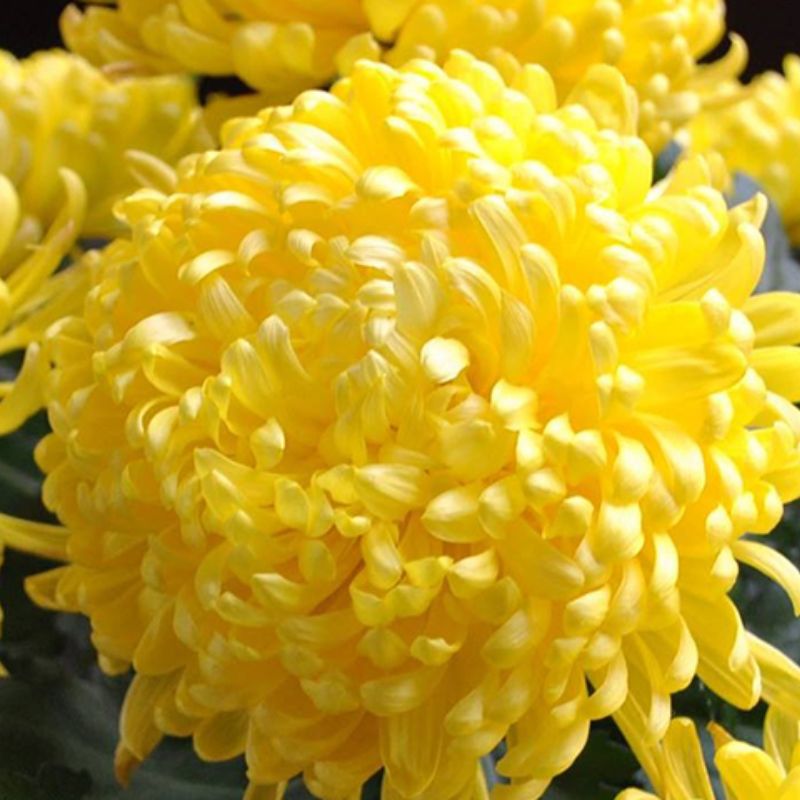 Hoa cúc vàng tượng trưng cho sự viên mãn, tròn đầy