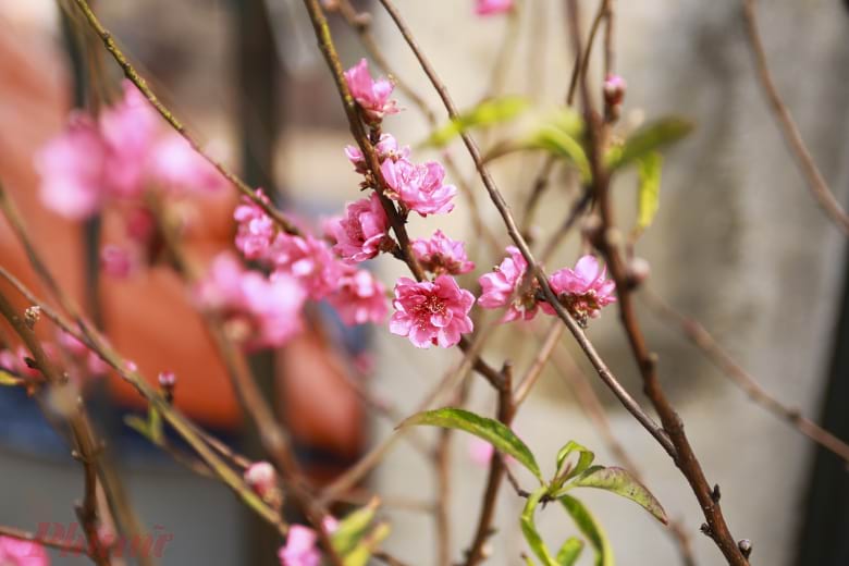 Hoa đào ngày Tết 