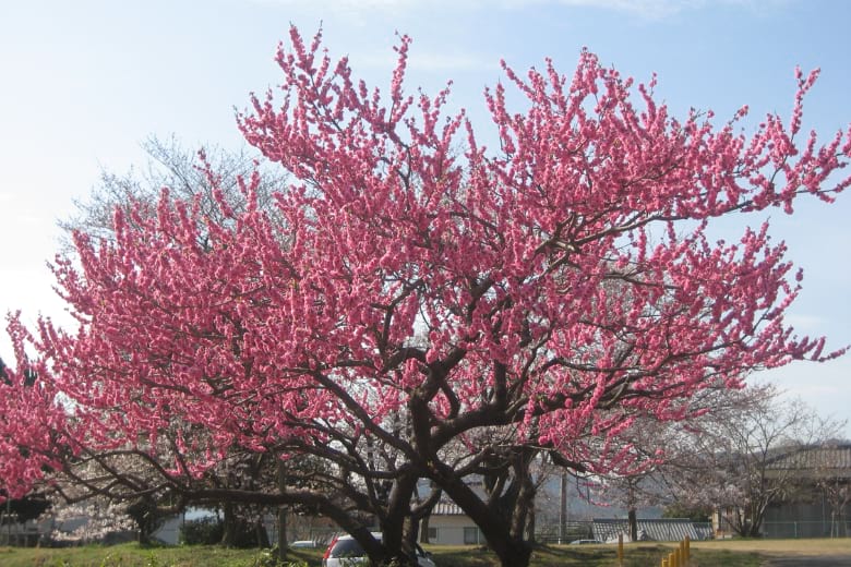 Hoa đào ngày Tết 