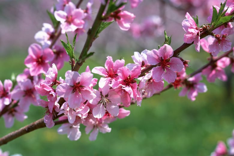 Hoa đào ngày Tết 