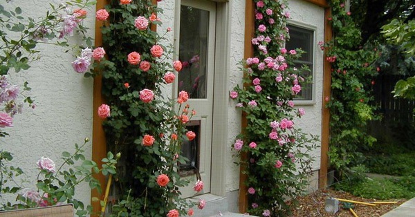 Những cổng nhà có hoa hồng leo lãng mạn đẹp đến 