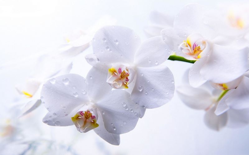 Hoa lan hồ điệp trắng ngày Tết mang vẻ đẹp tinh khôi