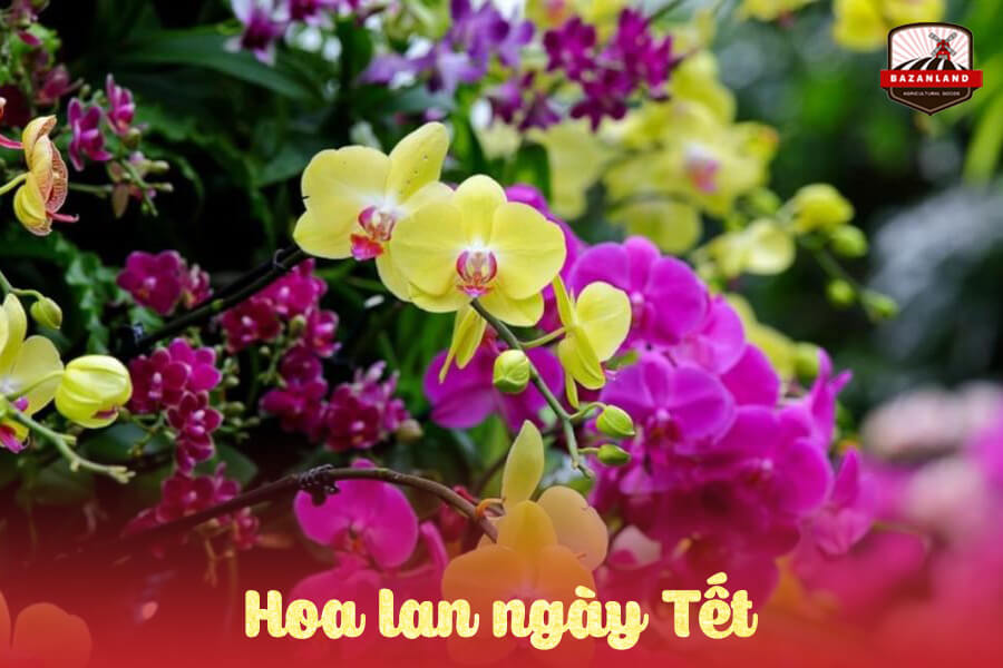 Ý nghĩa hoa lan ngày Tết và cách chăm lan nhanh nở lâu tàn