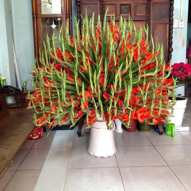 Hoa Lay Ơn đỏ - Loài hoa tượng trưng cho ngày Tết