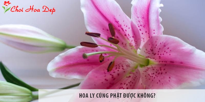 cắm hoa ly bàn thờ Phật