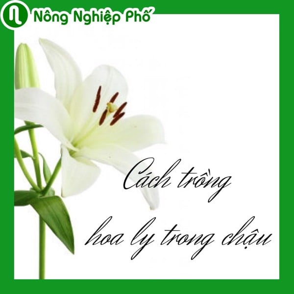 Cách trồng hoa ly trong chậu chơi tết | Nông nghiệp phố