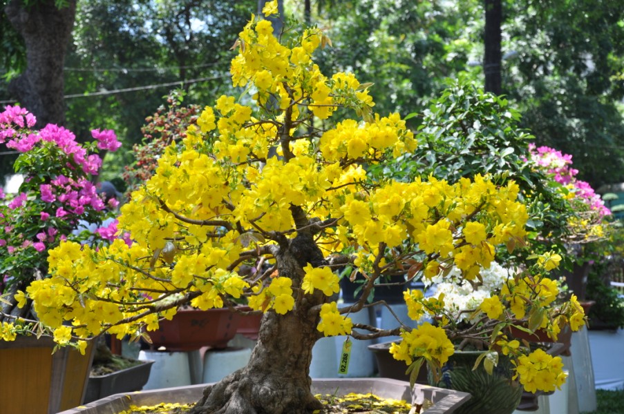 Mai vàng đầy sắc xuân mang tài lộc vào nhà