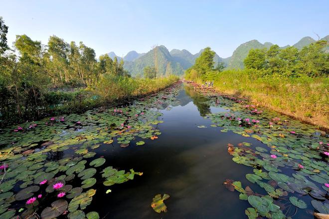 Hoa súng chùa hương quê hương Việt nam đẹp và ấn tượng nhất