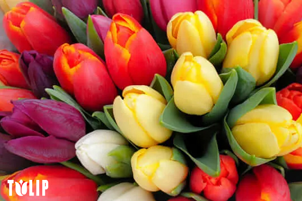 hoa tulip, ý nghĩa hoa tulip, hoa tulip trắng, hoa tulip ở nước nào, hoa tulip vàng, hoa tulip đỏ, hoa tulip đen, hoa tulip hồng, hoa tulip hà lan, hoa tulip ý nghĩa, hoa tulip có ý nghĩa gì, hoa tulip là biểu tượng của nước nào, hoa tulip tượng trưng cho điều gì, hoa tulip của nước nào, hoa tulip ở hà lan, gioi thieu ve hoa tulip, hoa tulip là hoa gì, hoa tulip đẹp nhất thế giới, hoa tulip tượng trưng cho nước nào, hoa tulip ý nghĩa gì, hoa tulip là quốc hoa của nước nào, hoa tulip biểu tượng cho gì, hoa tulip là của nước nào, hoa tulip xuất xứ ở đâu, hoa tulip hà lan tuyệt đẹp, hoa tulip dep nhat the gioi, tulip là quốc hoa của nước nào, hoa tulip ở đâu, hoa tulip biểu tượng của nước nào, quốc hoa của hà lan, hoa tulip la bieu tuong nuoc nao, quốc hoa hà lan