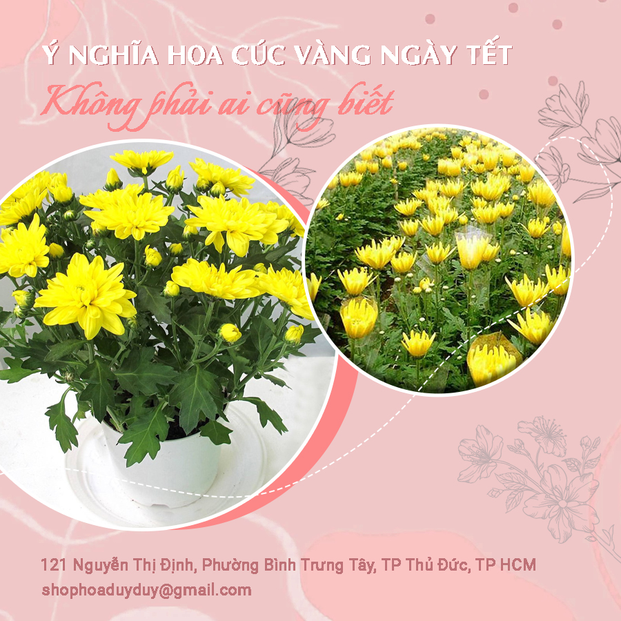 Ý NGHĨA HOA CÚC VÀNG NGÀY TẾT KHÔNG PHẢI AI CŨNG BIẾT