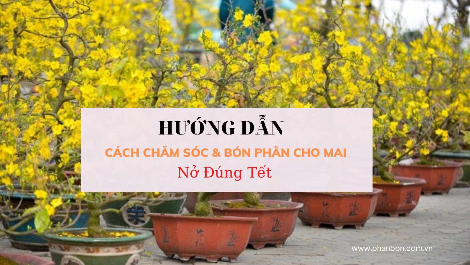 Hướng dẫn cách chăm sóc & Bón phân cho mai nở đúng Tết