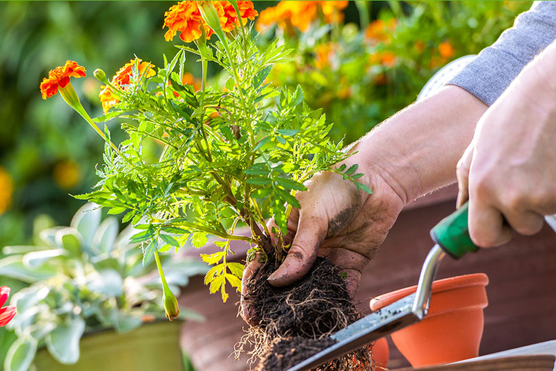 Những chậu hoa chơi tết đẹp nhất