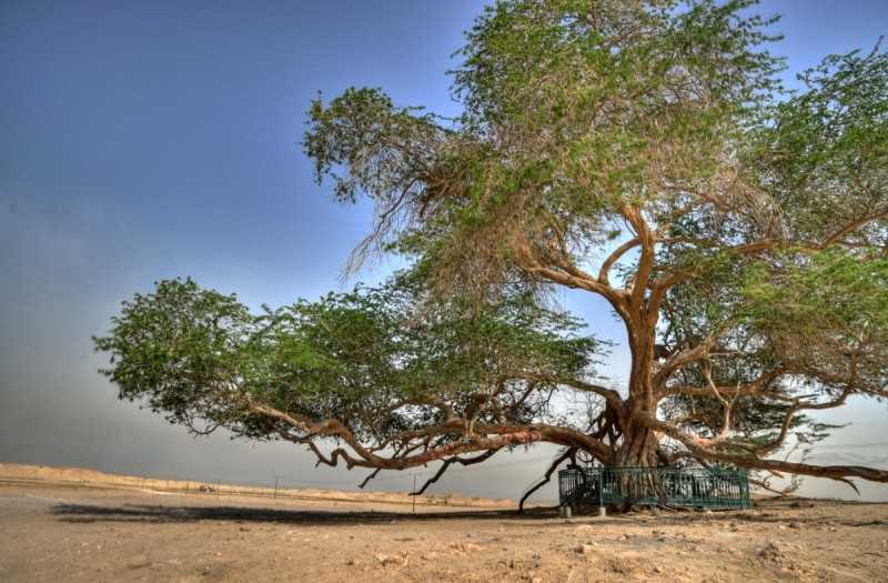 10 loại cây kì lạ nhất trên thế giới