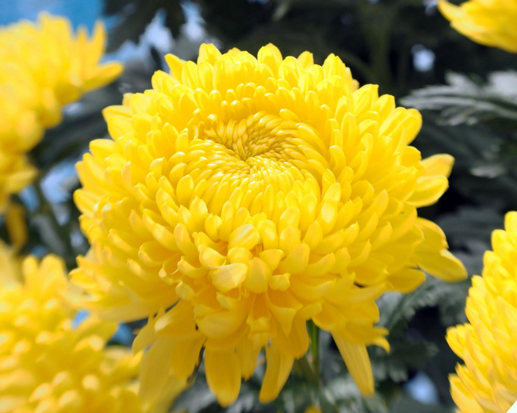6 loại hoa tuyệt đối không bày bàn thờ ngày Tết - Ảnh 9.