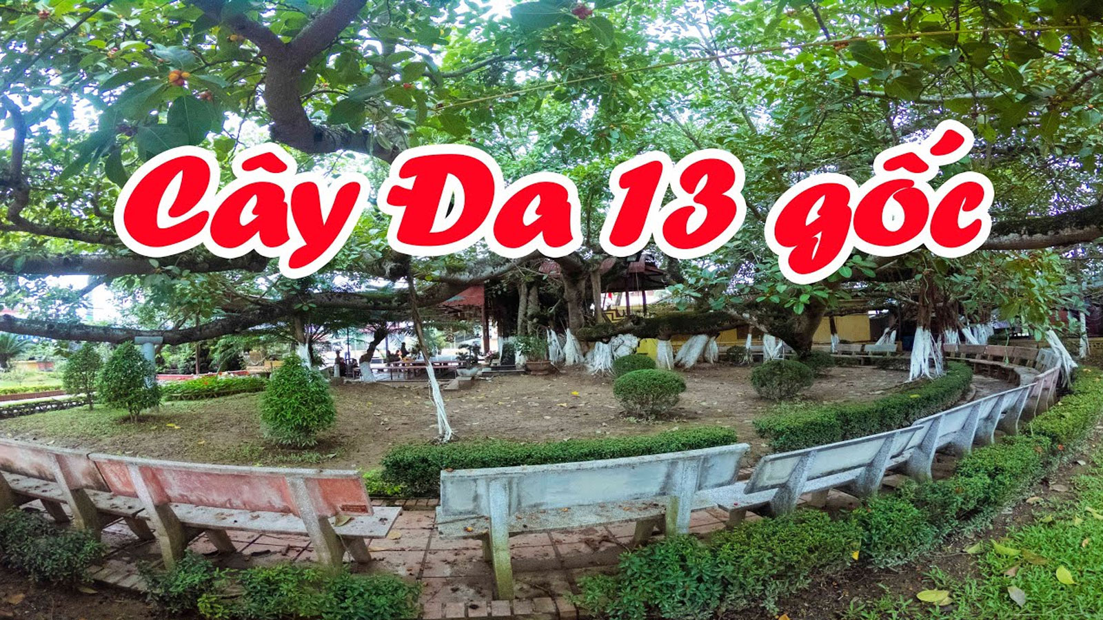 Cây đa 13 gốc, Ngô Quyền, Hải Phòng