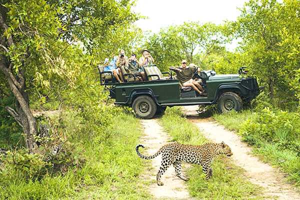 Chạm trán với báo hoa - một trong những cảm giác mạnh du khách có thể chờ đợi ở Công viên quốc gia Kruger