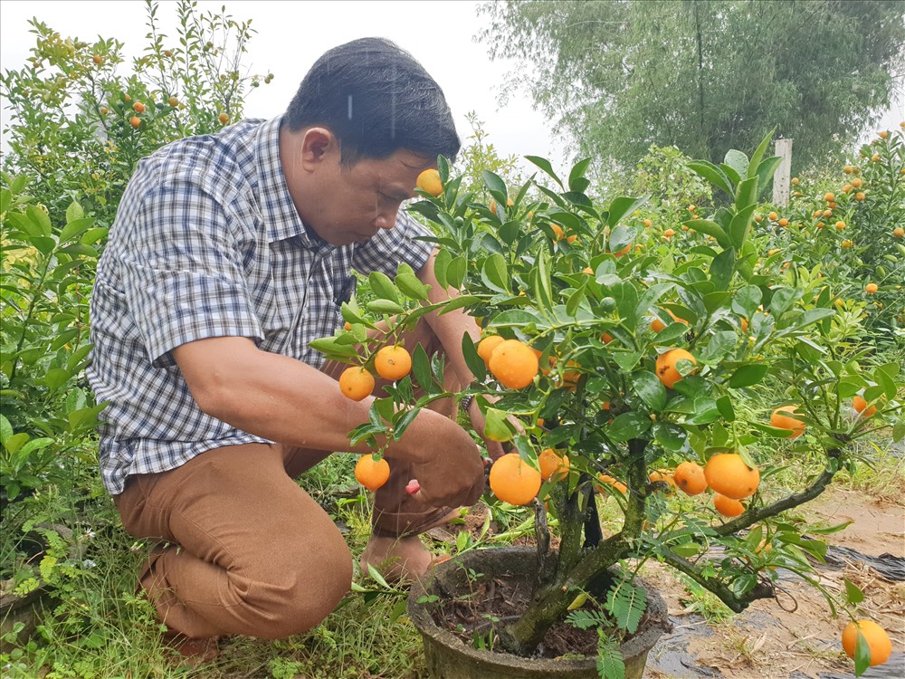 Cách chăm sóc quất sau Tết đơn giản tại nhà, năm sau có thể chơi tiếp - Ảnh 2.