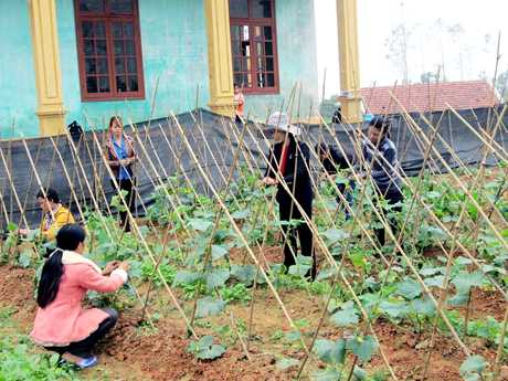 Học viên lớp dạy nghề trồng rau an toàn do Trung tâm GTVLTN tổ chức tại xã Cộng Hoà, TP Cẩm Phả, thực hành kiến thức đã học. Ảnh: Tư liệu