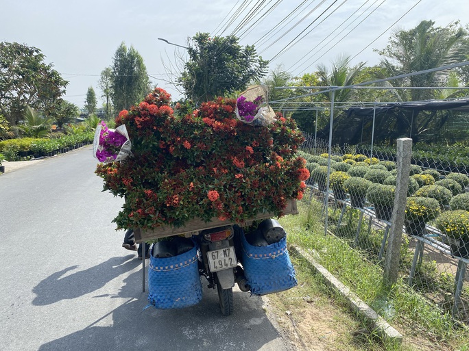 Khách tham quan bất ngờ vì giá hoa Tết tại làng hoa Sa Đéc quá rẻ - Ảnh 2.