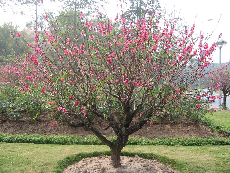 Hoa đào,hoa đào ngày Tết,cây đào,bích đào,đào phai,sự tích hoa đào,sự tích hoa đào ngày Tết,Tết,Tết Nguyên Đán,Prunus persica