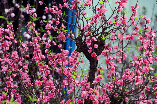 Hoa đào,hoa đào ngày Tết,cây đào,bích đào,đào phai,sự tích hoa đào,sự tích hoa đào ngày Tết,Tết,Tết Nguyên Đán,Prunus persica