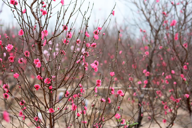 Hoa đào,hoa đào ngày Tết,cây đào,bích đào,đào phai,sự tích hoa đào,sự tích hoa đào ngày Tết,Tết,Tết Nguyên Đán,Prunus persica