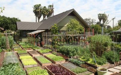 Tổng hợp cách thiết kế những ngôi nhà có vườn rau đẹp