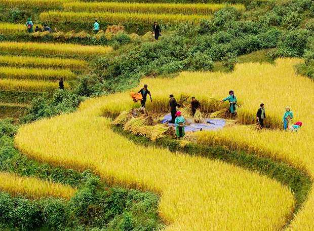 Thu hoạch lúa tại Hoàng Su Phì